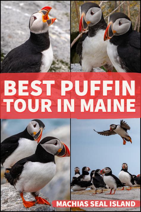 puffin tour portland maine  from